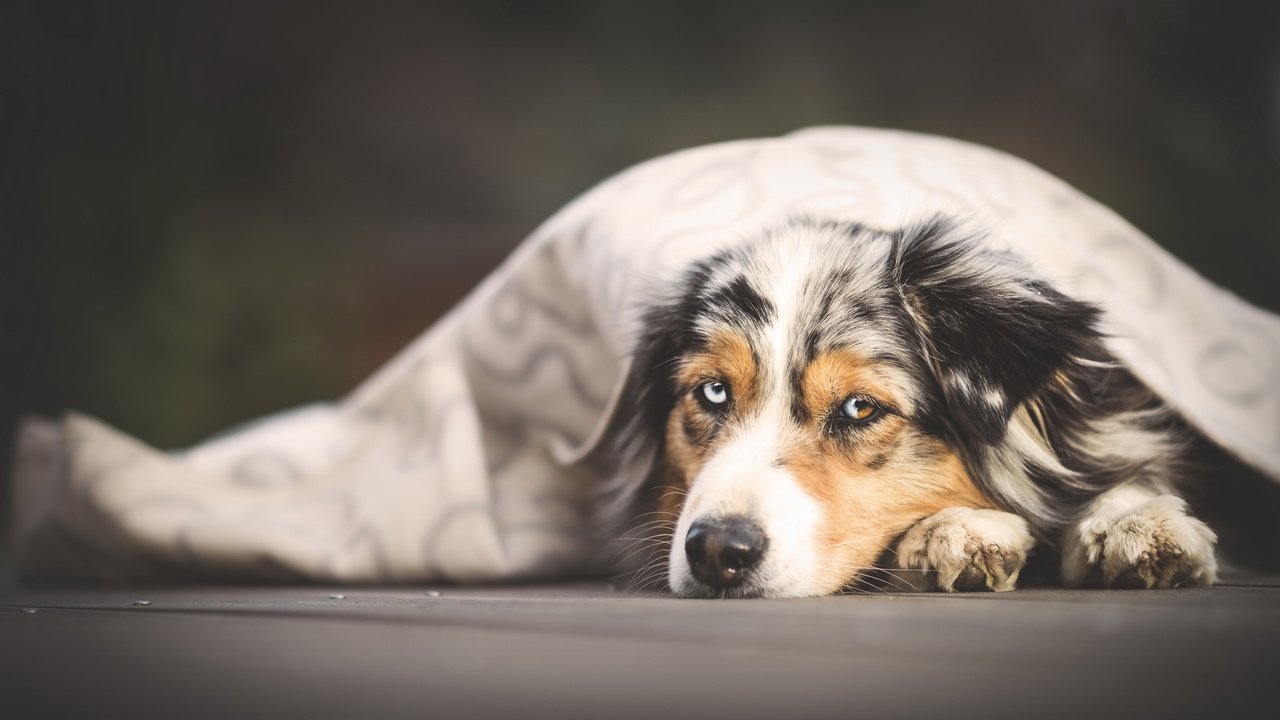 Обои портрет, мордочка, взгляд, собака, лежит, покрывало, аусси, portrait, muzzle, look, dog, lies, blanket, aussie разрешение 2048x1152 Загрузить