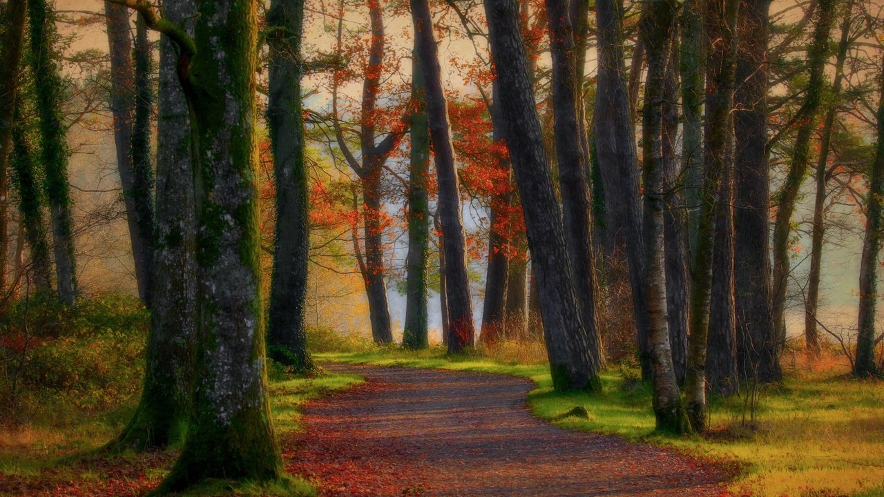 Обои дорога, деревья, лес, осень, road, trees, forest, autumn разрешение 5472x3148 Загрузить