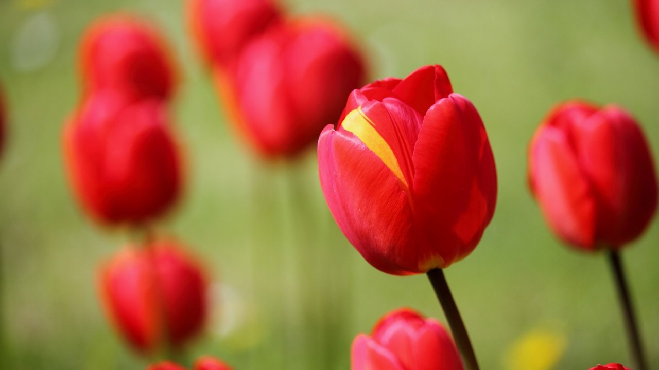 Обои цветы, фон, тюльпаны, flowers, background, tulips разрешение 2880x1920 Загрузить