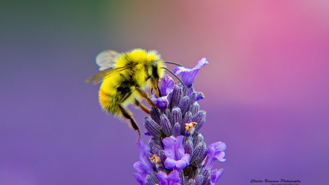 Обои насекомое, цветок, лаванда, пчела, нектар, insect, flower, lavender, bee, nectar разрешение 1920x1200 Загрузить