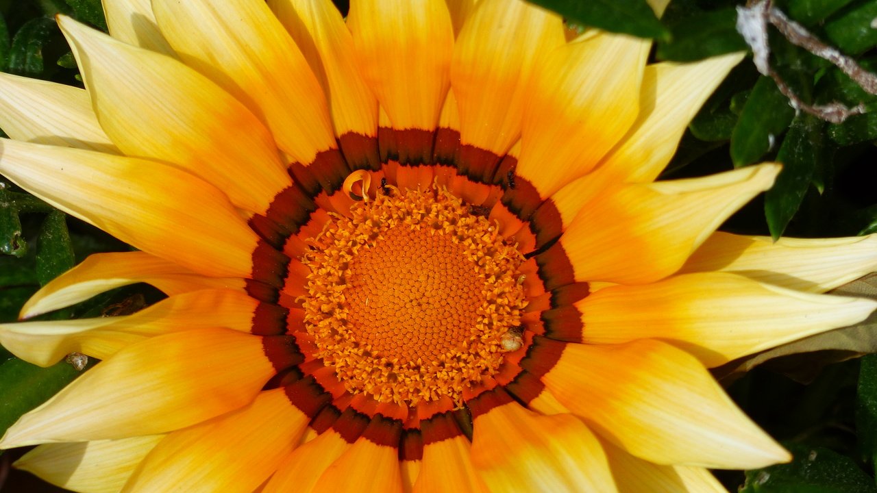 Обои желтый, макро, цветок, лепестки, цветком, газания, yellow, macro, flower, petals, gazania разрешение 4000x3000 Загрузить