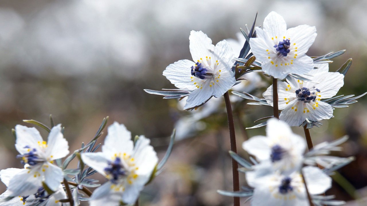 Обои цветы, цветение, макро, лепестки, весна, белые, flowers, flowering, macro, petals, spring, white разрешение 1920x1080 Загрузить