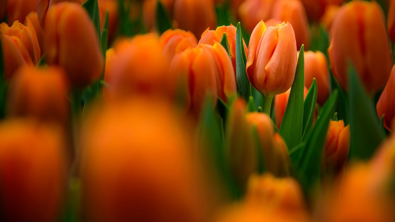 Обои бутоны, тюльпаны, боке, buds, tulips, bokeh разрешение 2048x1367 Загрузить