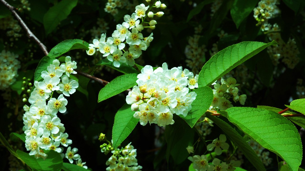 Обои цветение, весна, деревь, черемуха, prunus, padus, flowering, spring, trees, cherry разрешение 2401x1500 Загрузить