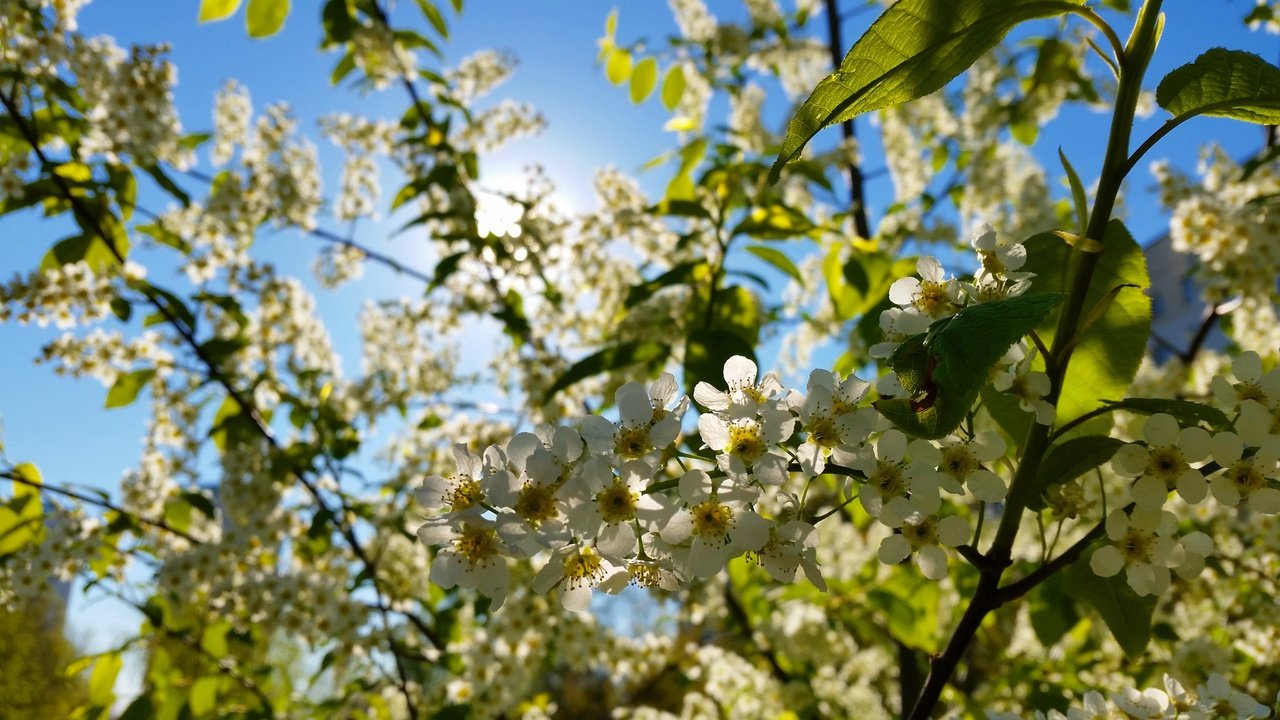 Обои цветы, макро, вишня, белые, соцветия, боке, flowers, macro, cherry, white, inflorescence, bokeh разрешение 4096x2304 Загрузить