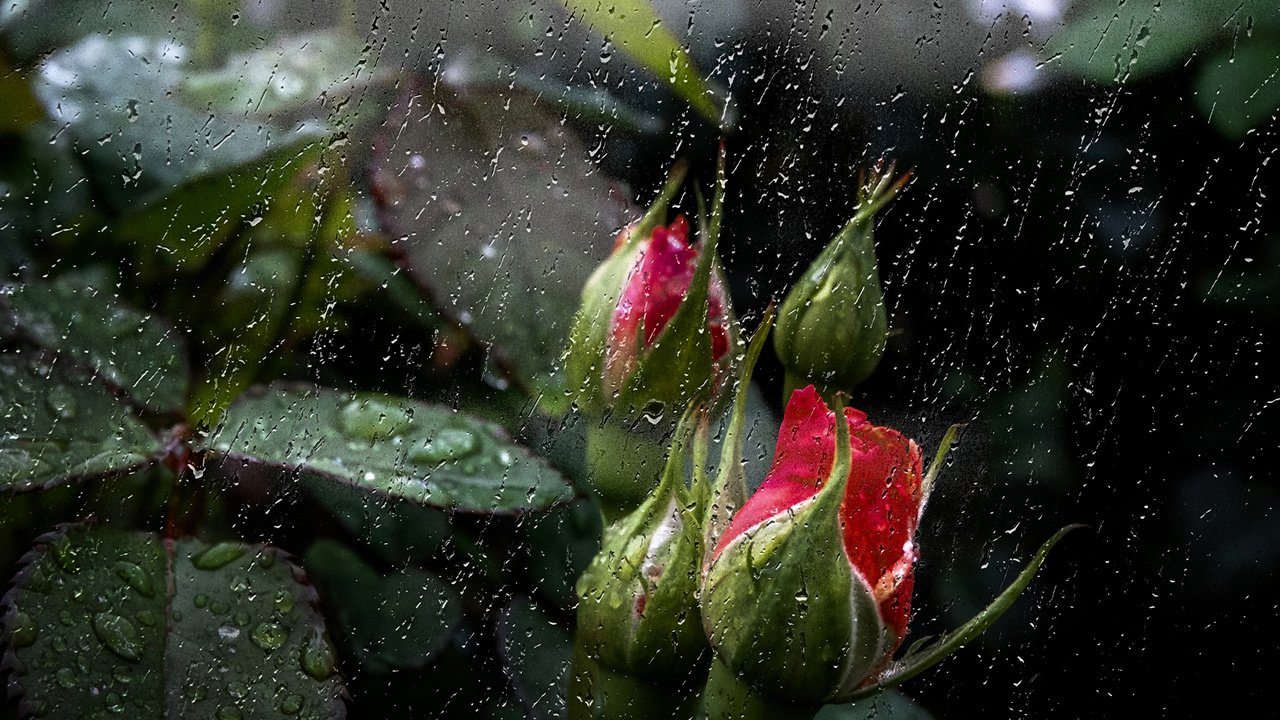 Обои цветы, бутоны, капли, розы, дождь, роз, цветком, flowers, buds, drops, roses, rain, flower разрешение 2400x1598 Загрузить