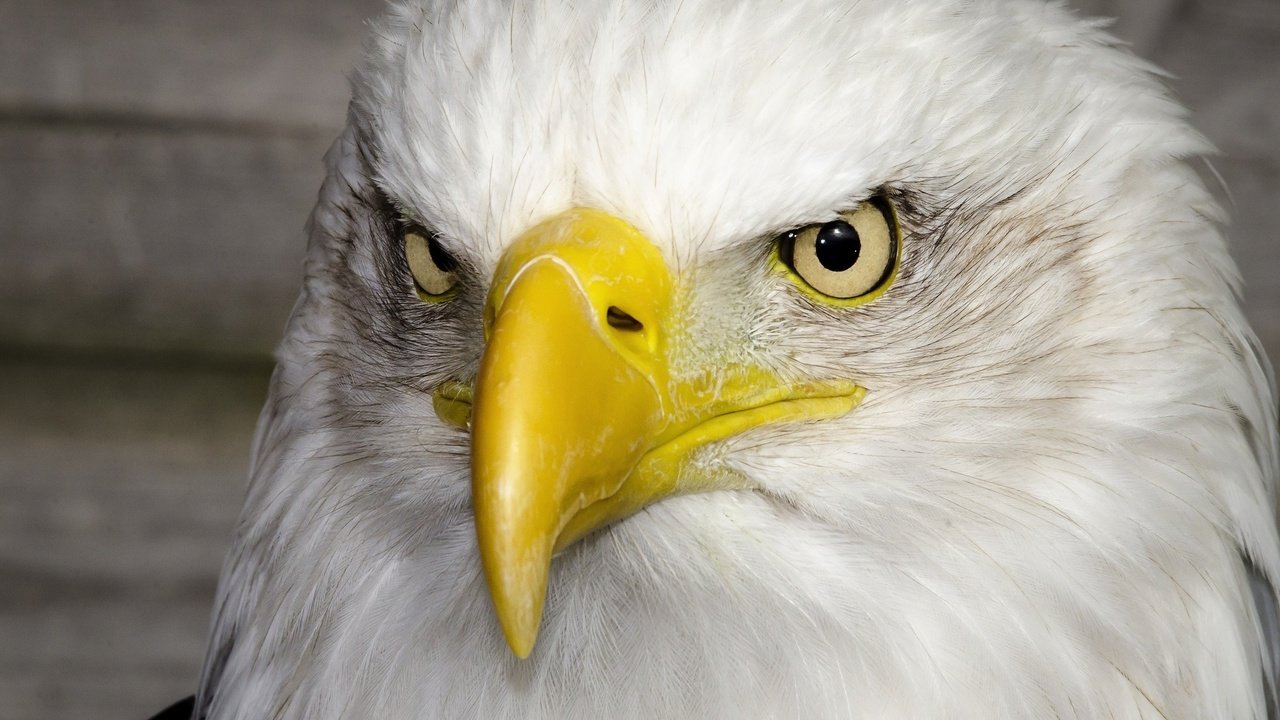 Обои портрет, хищник, птица, клюв, красавец, белоголовый орлан, гордый, portrait, predator, bird, beak, handsome, bald eagle, proud разрешение 2048x1356 Загрузить