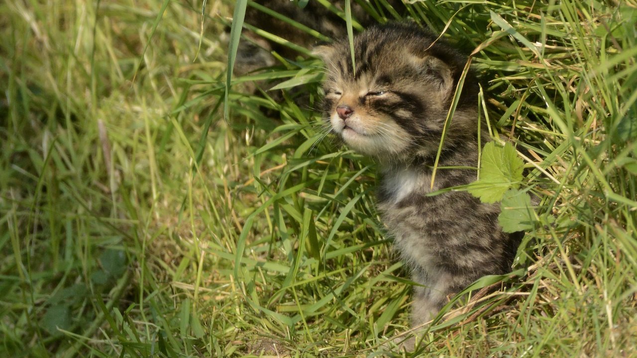 Обои трава, кошка, котенок, лесная, дикая кошка, шотландская, grass, cat, kitty, forest, wild cat, scottish разрешение 2891x2027 Загрузить