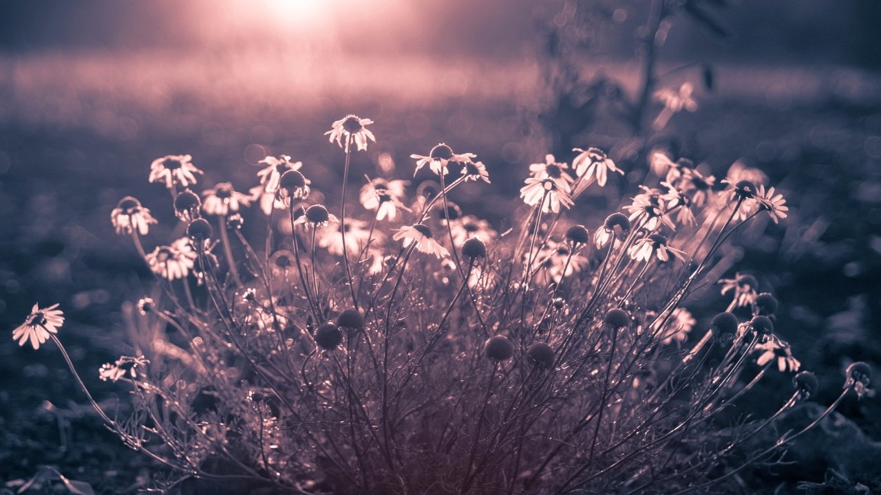 Обои цветы, природа, фон, поле, ромашки, flowers, nature, background, field, chamomile разрешение 2048x1243 Загрузить