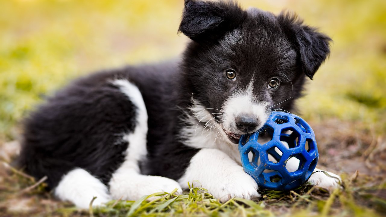 Обои трава, собака, щенок, мяч, бордер-колли, grass, dog, puppy, the ball, the border collie разрешение 2048x1365 Загрузить