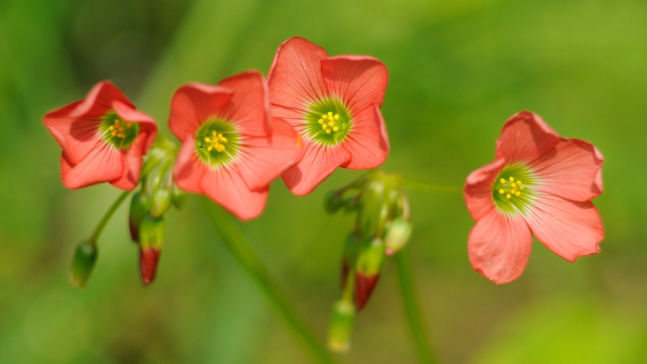 Обои цветы, макро, боке, кислица, rислица четырёхлистная, flowers, macro, bokeh, oxalis, the four-leaf galiza разрешение 3839x1954 Загрузить