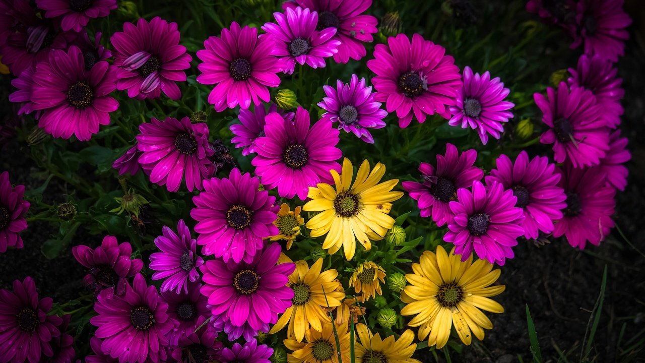 Обои жёлтая, желтые, фиолетовые, ромашек, маргаритки, лиловая, yellow, purple, daisies, daisy разрешение 2592x1643 Загрузить