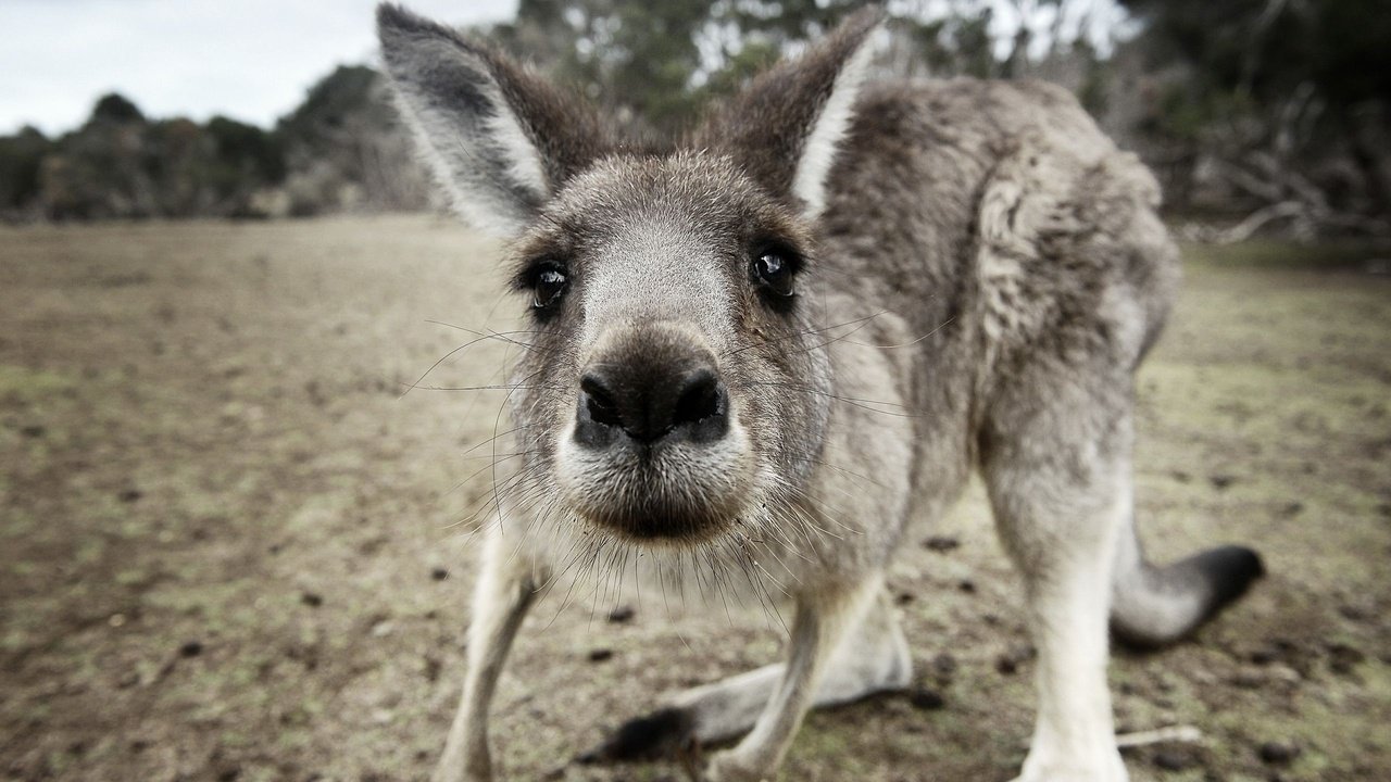 Обои морда, взгляд, животное, кенгуру, с серыми, кенгурёнок, face, look, animal, kangaroo, gray разрешение 2560x1600 Загрузить