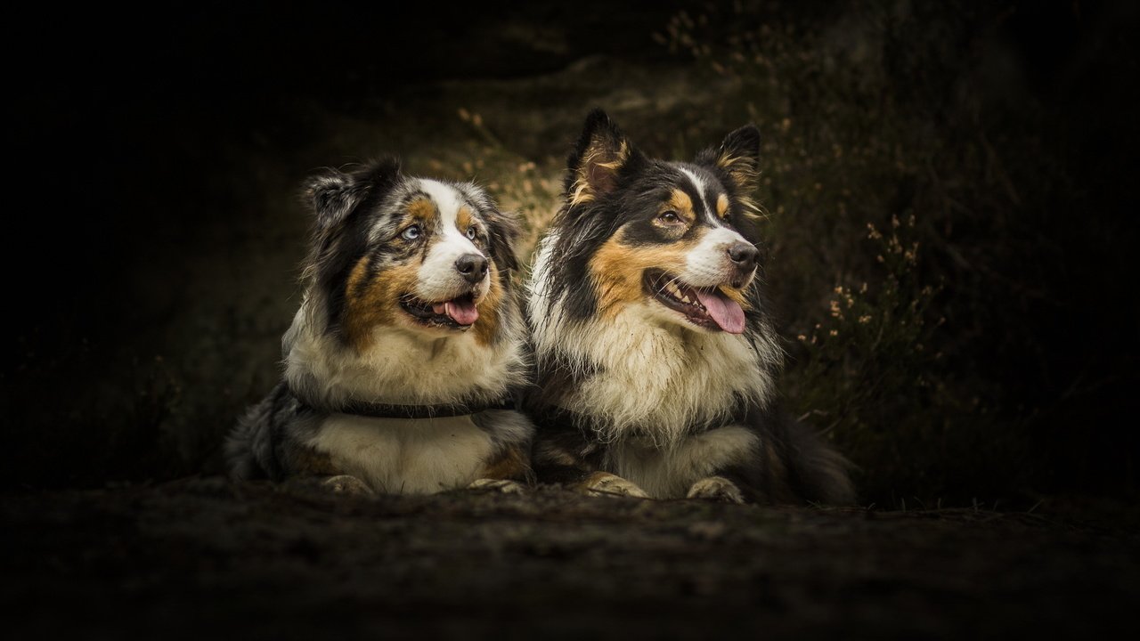 Обои лес, пара, собаки, австралийская овчарка, аусси, друганы, forest, pair, dogs, australian shepherd, aussie, boys разрешение 2000x1125 Загрузить