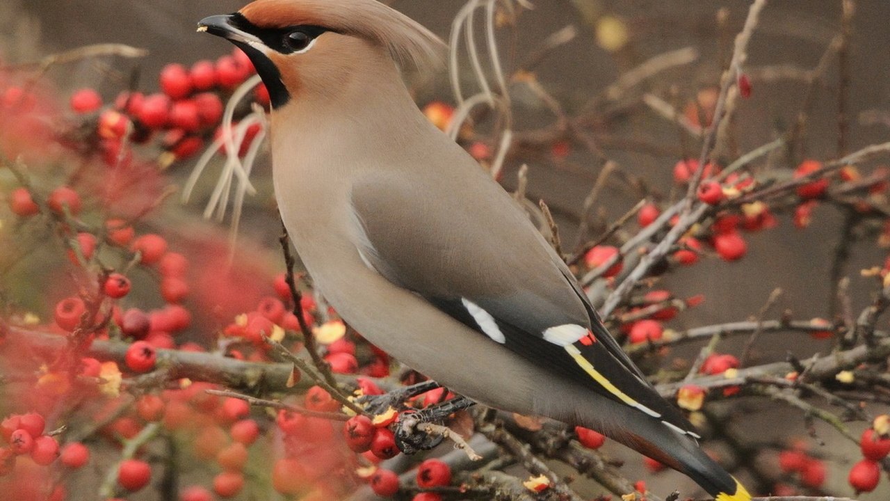 Обои ветки, птица, ягоды, рябина, свиристель, branches, bird, berries, rowan, the waxwing разрешение 1920x1274 Загрузить