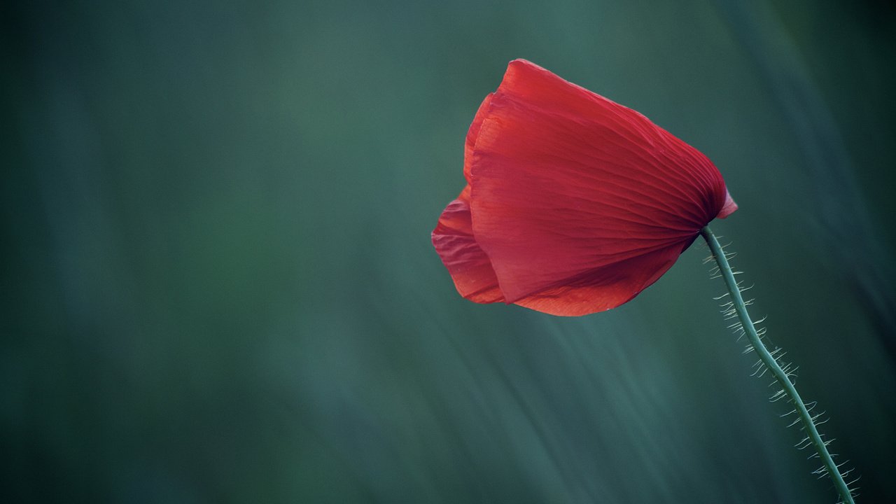 Обои макро, фон, цветок, поле, красный, мак, macro, background, flower, field, red, mac разрешение 2048x1360 Загрузить