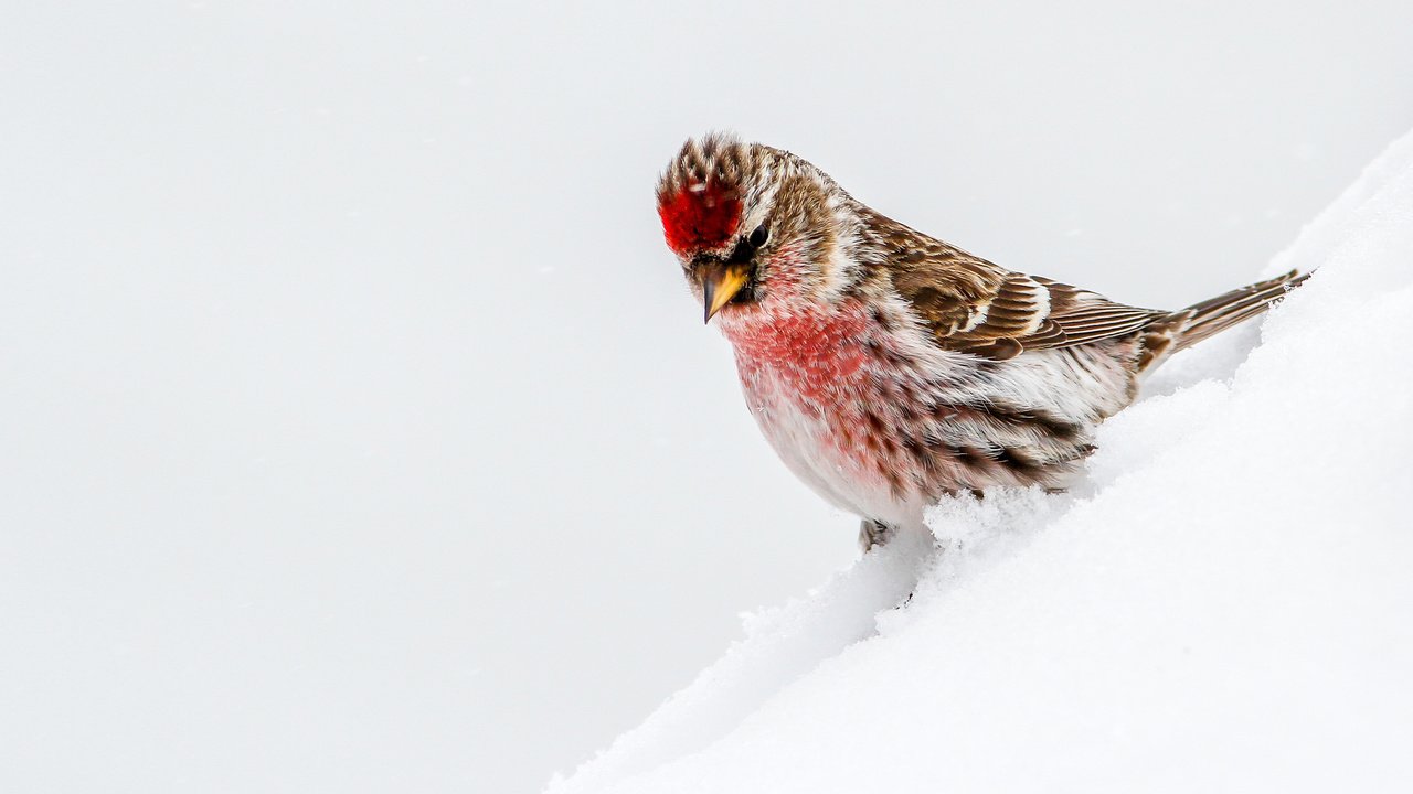 Обои снег, птица, чечётка, snow, bird, tap dance разрешение 3783x2522 Загрузить