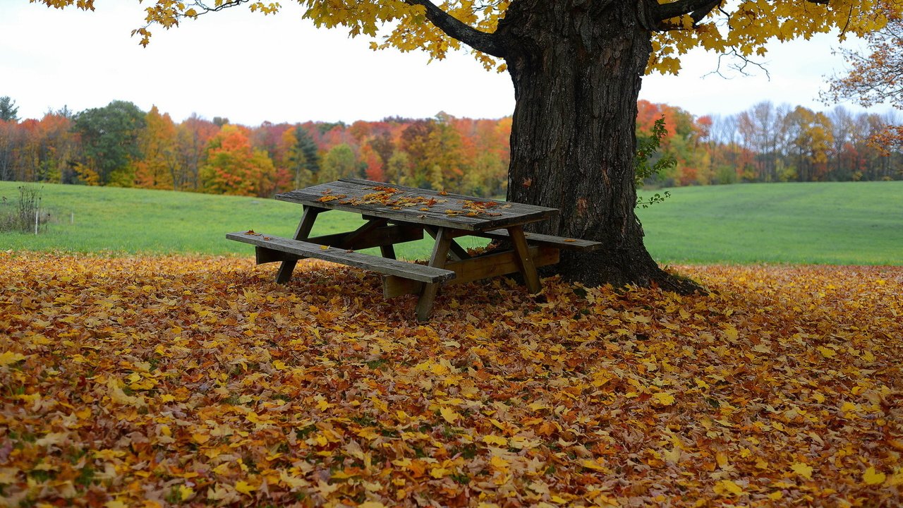 Обои дерево, листья, осень, стол, скамья, tree, leaves, autumn, table, bench разрешение 2048x1365 Загрузить