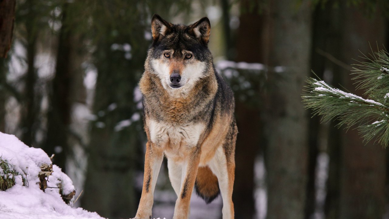 Обои снег, природа, лес, волк, quiet-bliss, snow, nature, forest, wolf разрешение 2000x1333 Загрузить