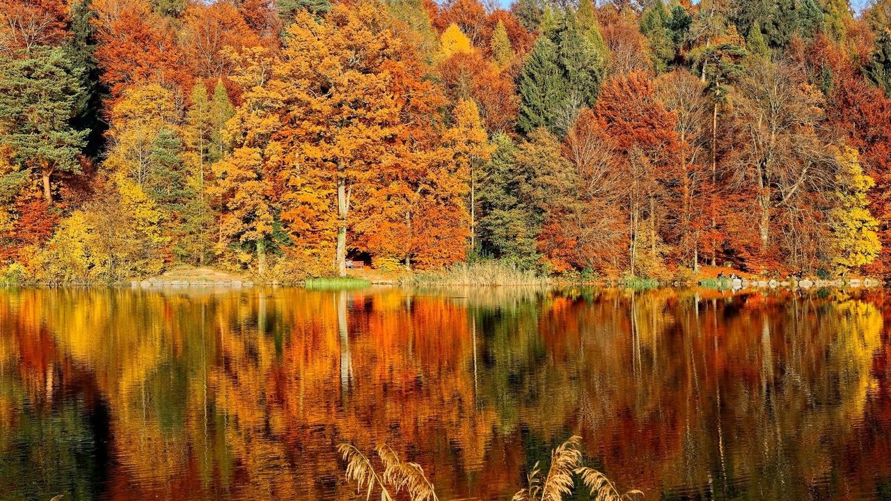 Обои деревья, озеро, лес, листья, отражение, парк, осень, скамья, trees, lake, forest, leaves, reflection, park, autumn, bench разрешение 2000x1333 Загрузить
