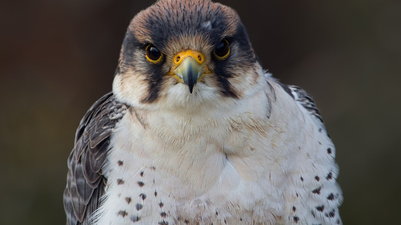 Обои взгляд, птица, фотограф, сокол, regina, lanner falcon, look, bird, photographer, falcon разрешение 2048x1540 Загрузить