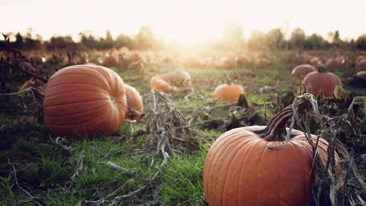 Обои закат, осень, урожай, овощи, тыква, осен, pumpkins, sunset, autumn, harvest, vegetables, pumpkin разрешение 1920x1200 Загрузить