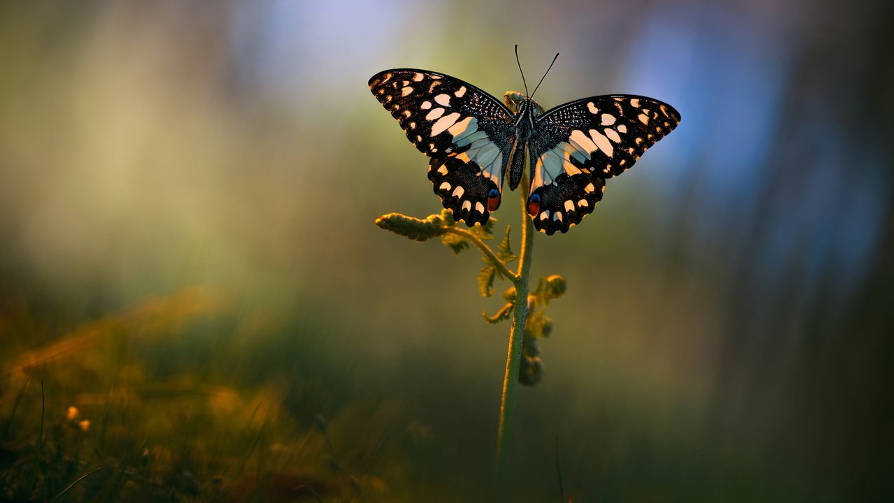 Обои макро, фон, лето, бабочка, поляна, растение, macro, background, summer, butterfly, glade, plant разрешение 2048x1152 Загрузить