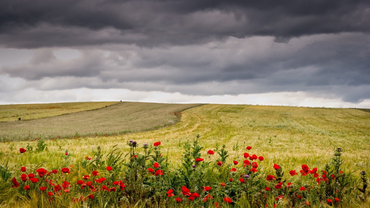 Обои небо, цветы, трава, тучи, поле, маки, колосья, пшеница, the sky, flowers, grass, clouds, field, maki, ears, wheat разрешение 4000x2465 Загрузить