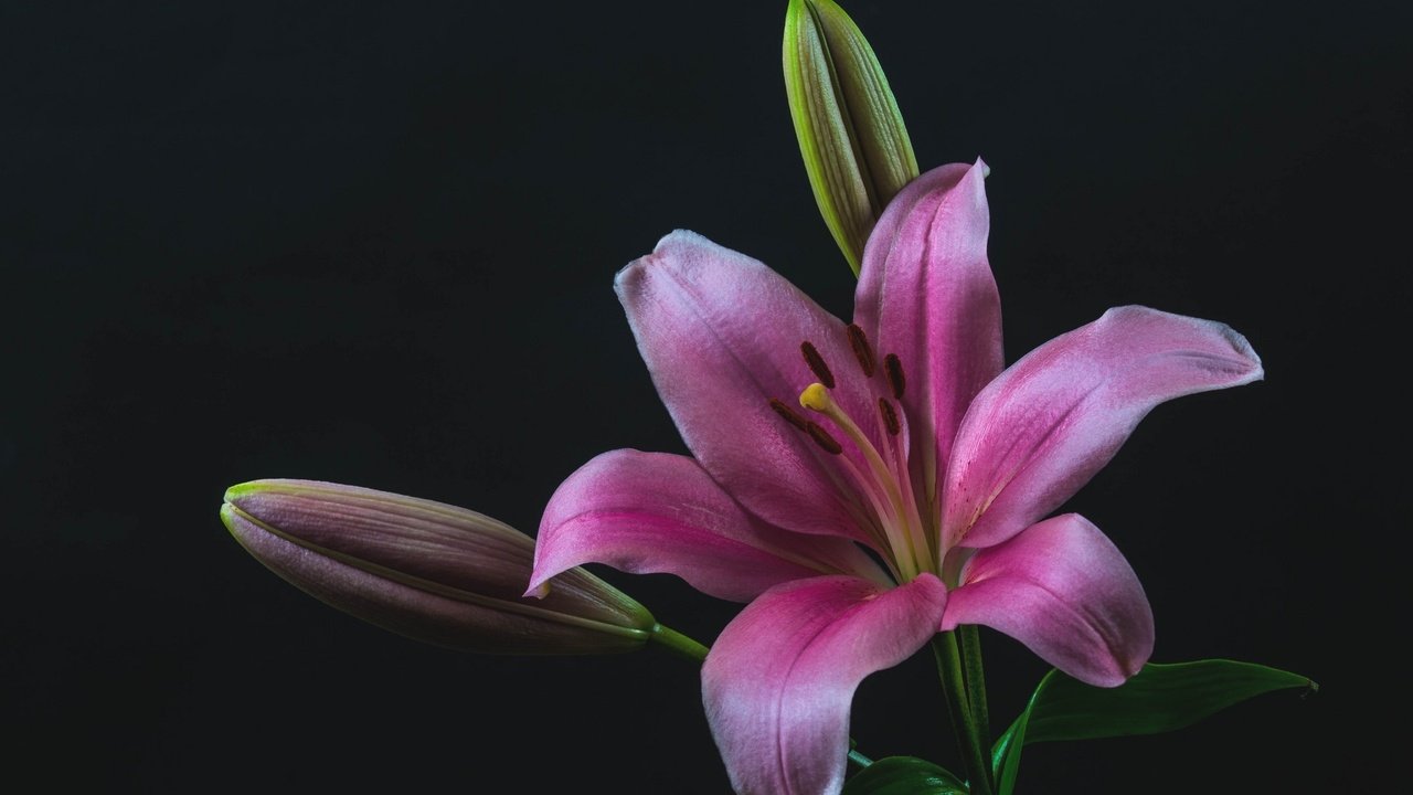 Обои бутоны, макро, лилия, розовая, buds, macro, lily, pink разрешение 2048x1363 Загрузить