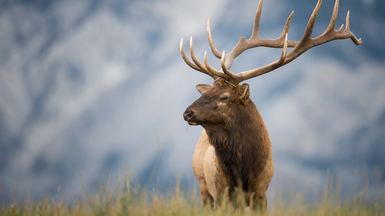 Обои природа, олень, лето, рога, nature, deer, summer, horns разрешение 2560x1707 Загрузить