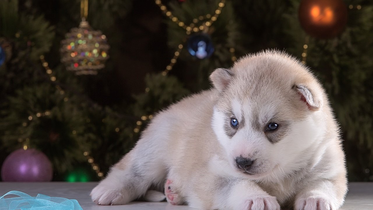 Обои новый год, щенок, хаски, порода, new year, puppy, husky, breed разрешение 2400x1504 Загрузить