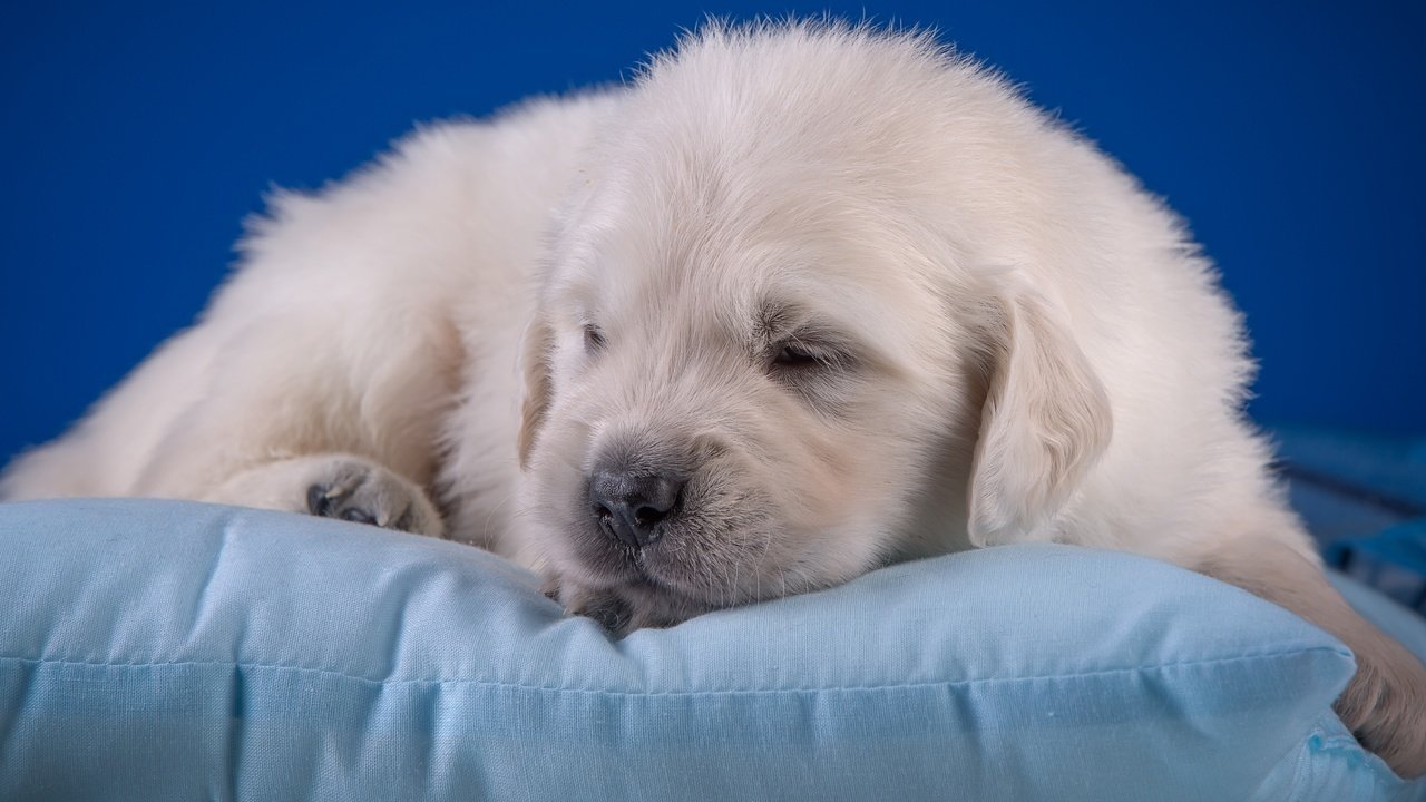 Обои щенок, малыш, подушка, милый, золотистый ретривер, puppy, baby, pillow, cute, golden retriever разрешение 3600x1976 Загрузить