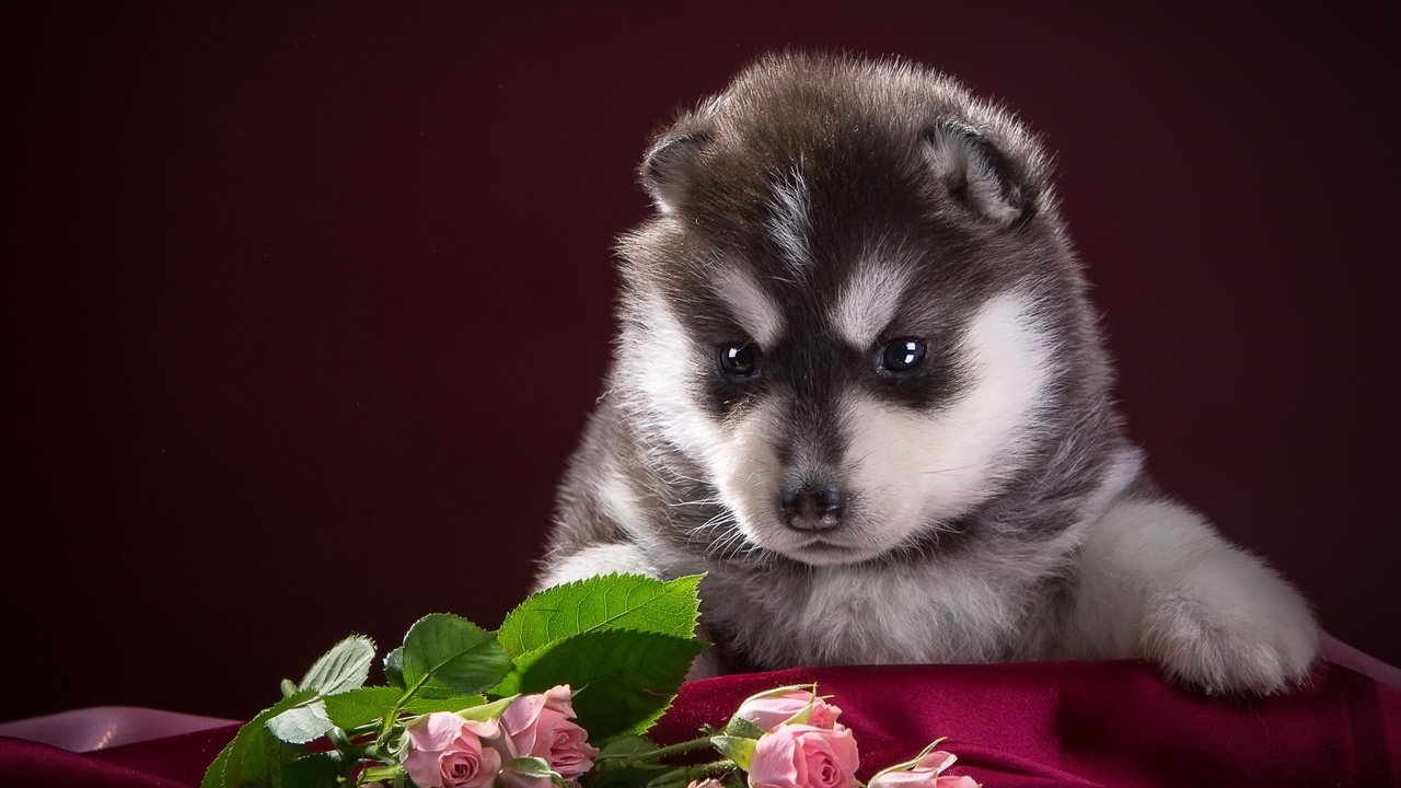 Обои розы, собака, щенок, ткань, хаски, чёрно-белый, пятнистый, roses, dog, puppy, fabric, husky, black and white, spotted разрешение 2400x1536 Загрузить