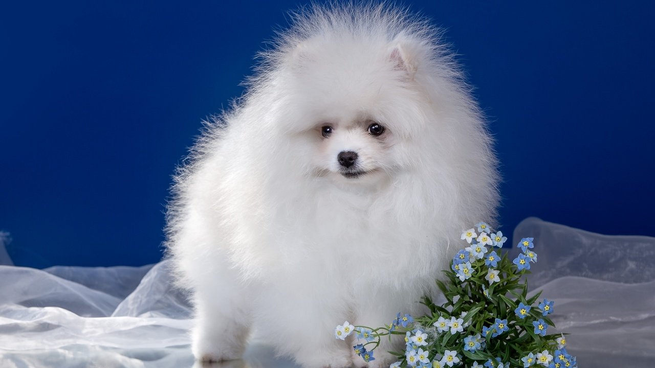 Обои цветы, пушистый, белый, щенок, шпиц, flowers, fluffy, white, puppy, spitz разрешение 2400x1507 Загрузить