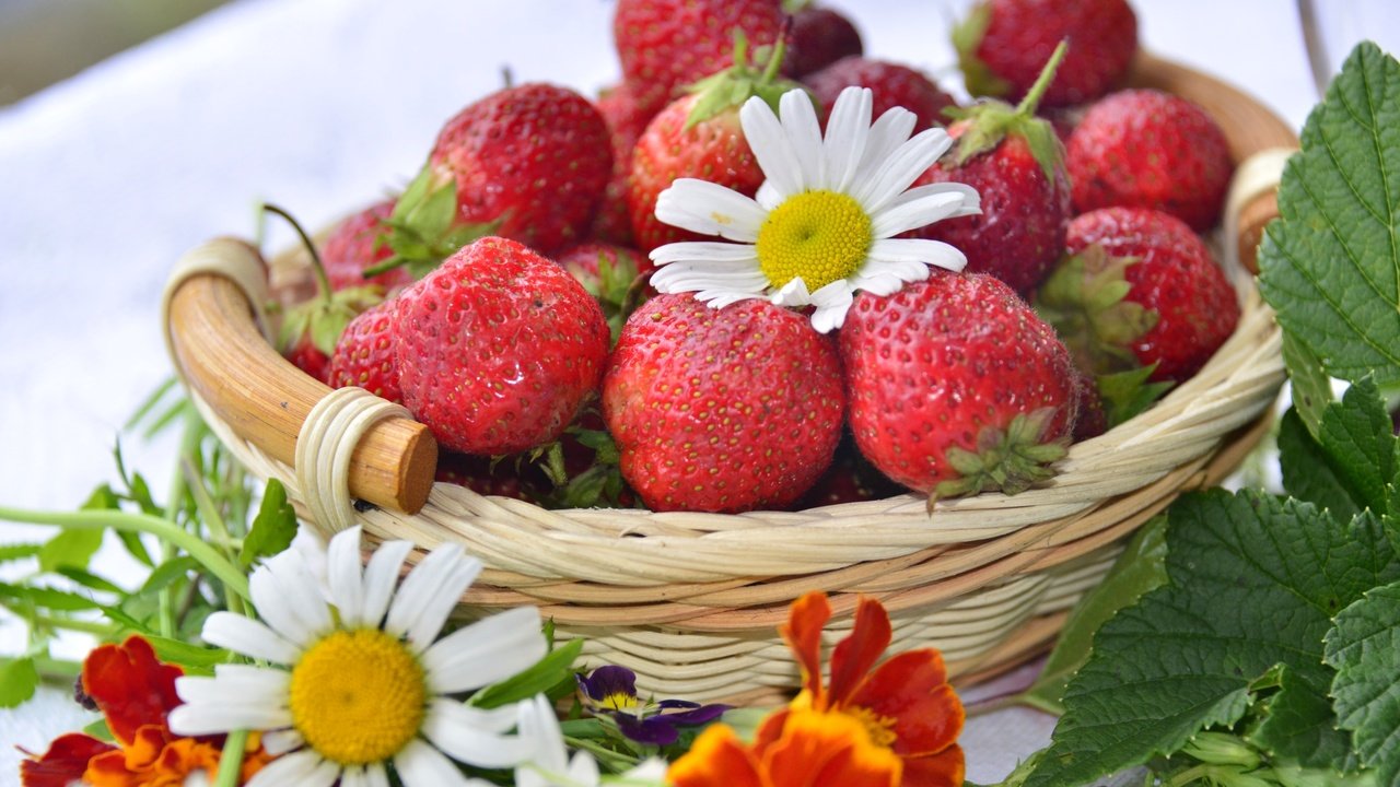 Обои клубника, ромашка, корзина, ягоды, бархатцы, strawberry, daisy, basket, berries, marigolds разрешение 3200x2045 Загрузить