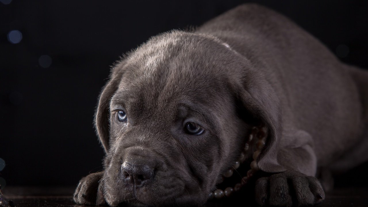 Обои морда, щенок, ожерелье, кане-корсо, face, puppy, necklace, cane corso разрешение 4000x2599 Загрузить