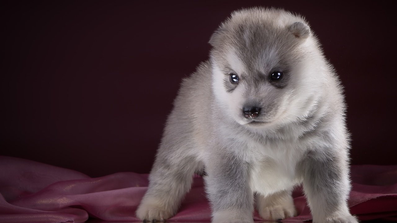 Обои щенок, хаски, порода, puppy, husky, breed разрешение 2400x1534 Загрузить