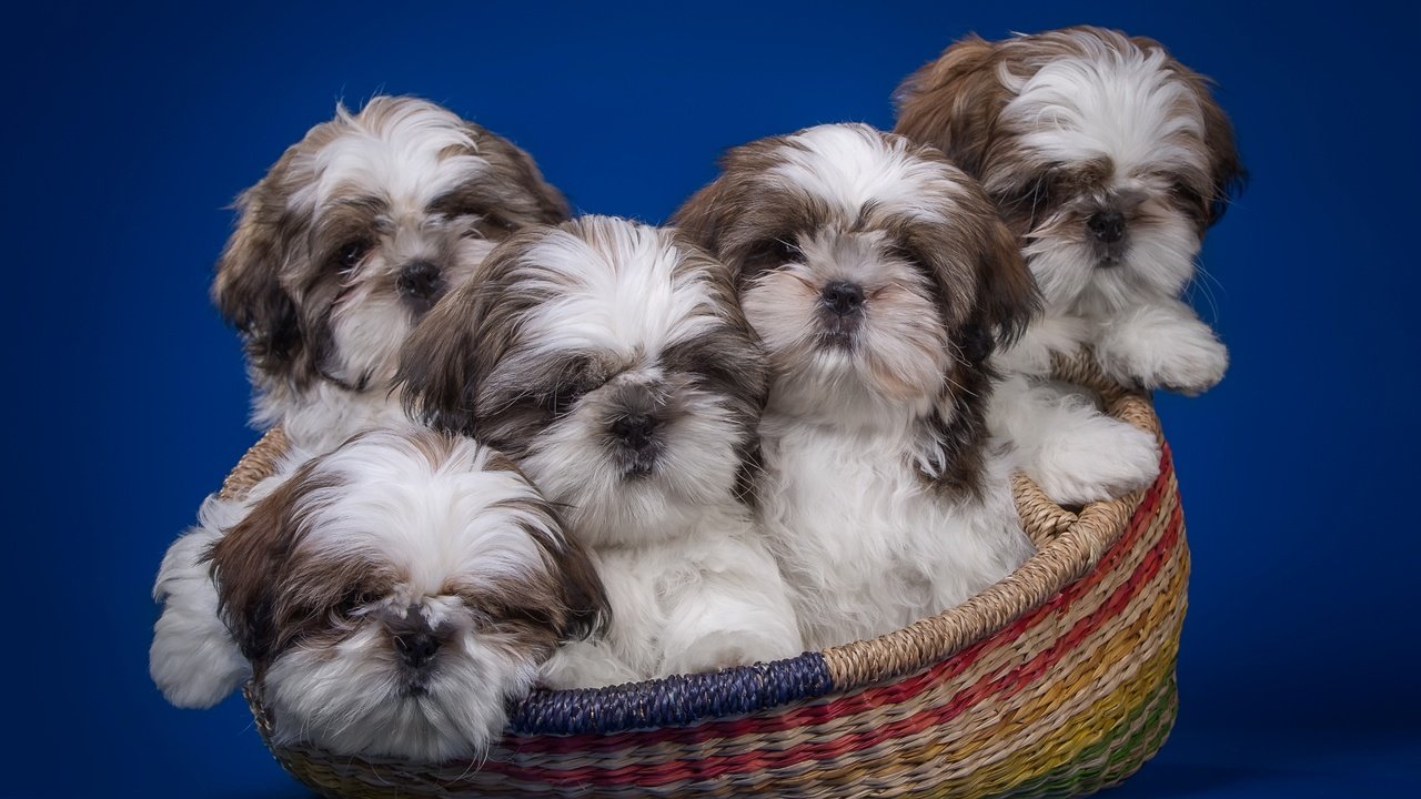 Обои корзина, щенки, ши-тцу, квинтет, basket, puppies, shih tzu, quintet разрешение 2900x1839 Загрузить