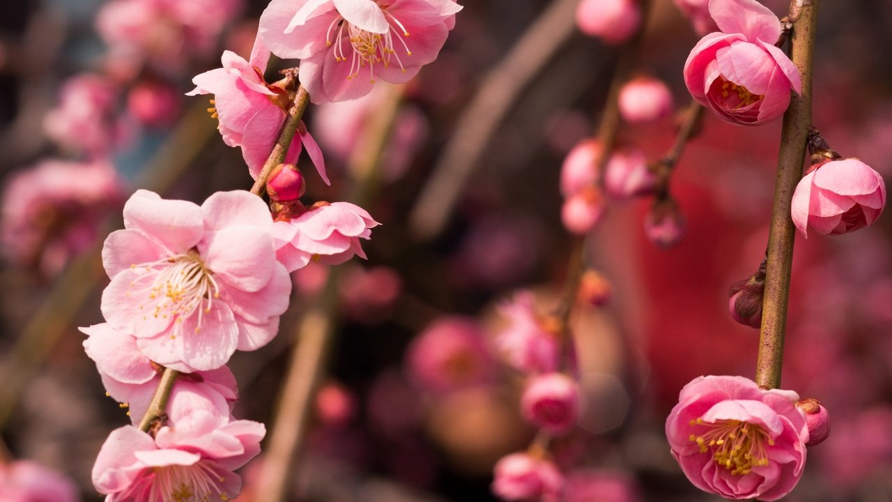 Обои дерево, цветение, макро, ветки, весна, розовый, слива, tree, flowering, macro, branches, spring, pink, drain разрешение 2048x1365 Загрузить