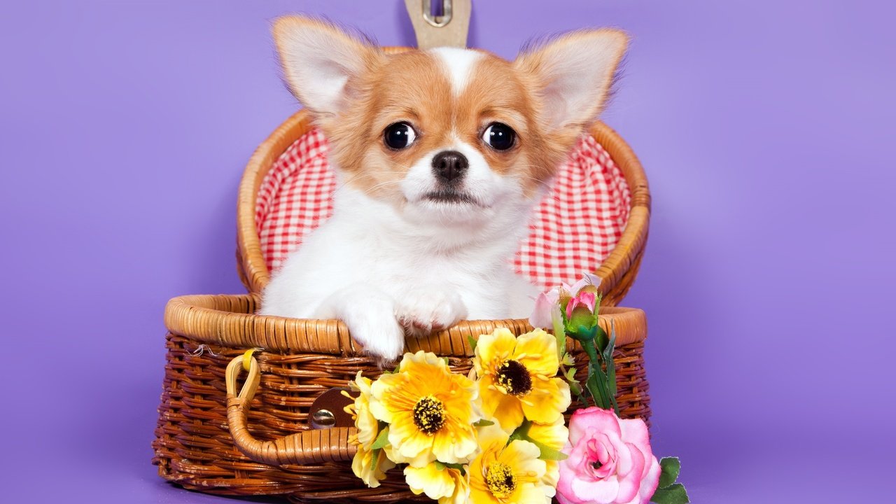 Обои цветы, корзина, чихуахуа, flowers, basket, chihuahua разрешение 3300x2190 Загрузить