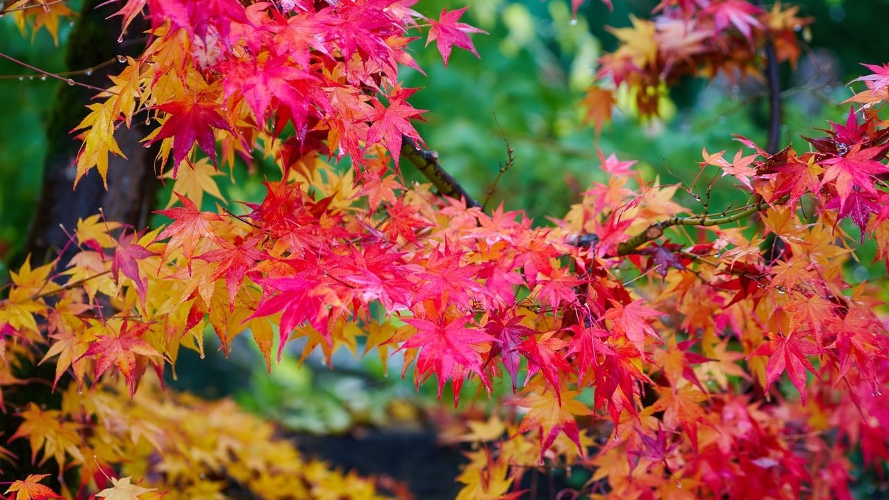 Обои дерево, листья, осень, клен, яркий, багряный, tree, leaves, autumn, maple, bright, scarlet разрешение 2000x1307 Загрузить