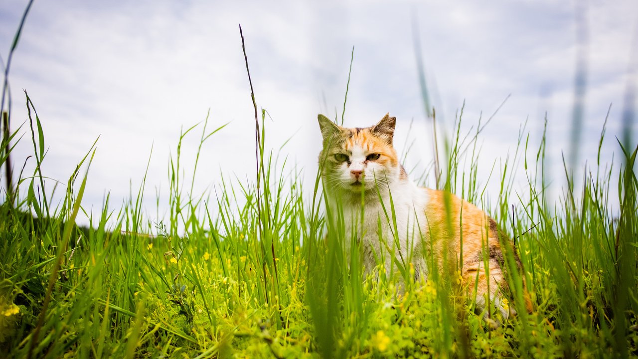 Обои трава, кот, лето, кошка, взгляд, grass, cat, summer, look разрешение 2048x1365 Загрузить