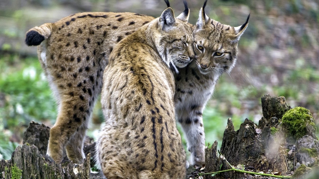 Обои рысь, пара, чувства, рыси, lynx, pair, feelings разрешение 2400x1598 Загрузить