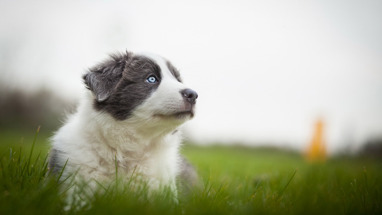 Обои трава, природа, мордочка, собака, серый, луг, щенок, аусси, grass, nature, muzzle, dog, grey, meadow, puppy, aussie разрешение 2048x1152 Загрузить