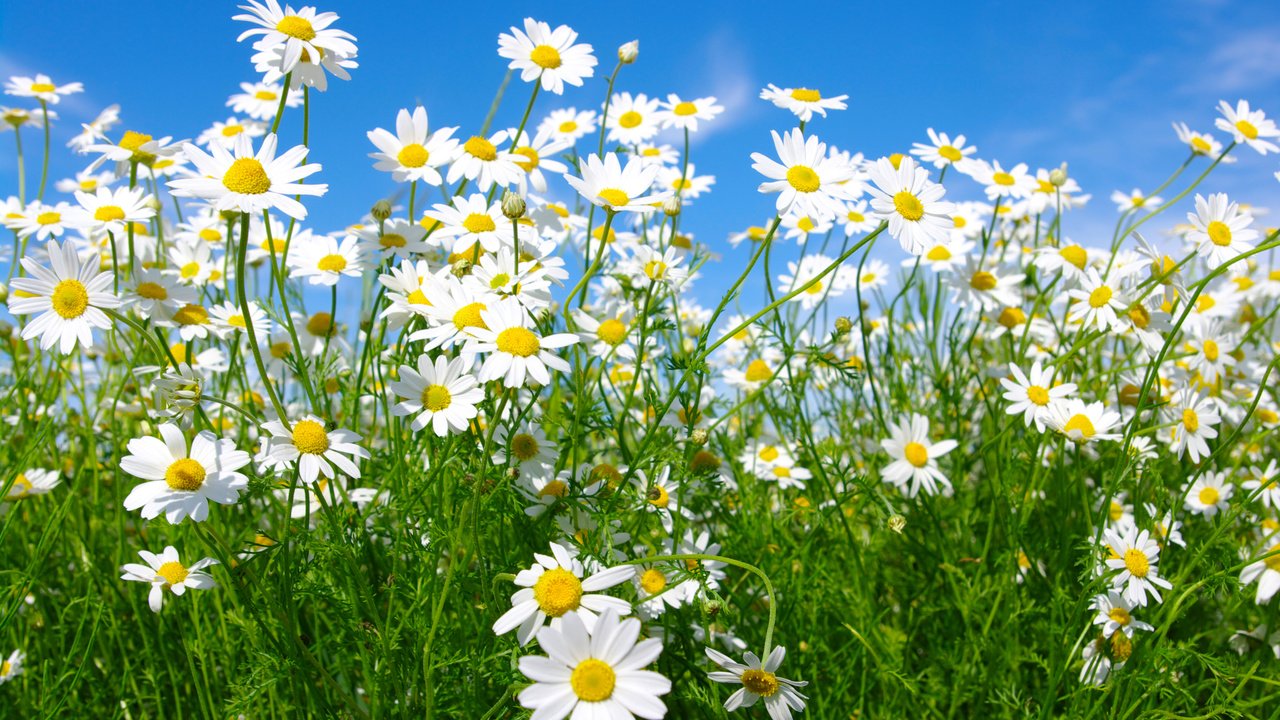 Обои небо, цветы, макро, поле, луг, ромашки, the sky, flowers, macro, field, meadow, chamomile разрешение 4000x2558 Загрузить