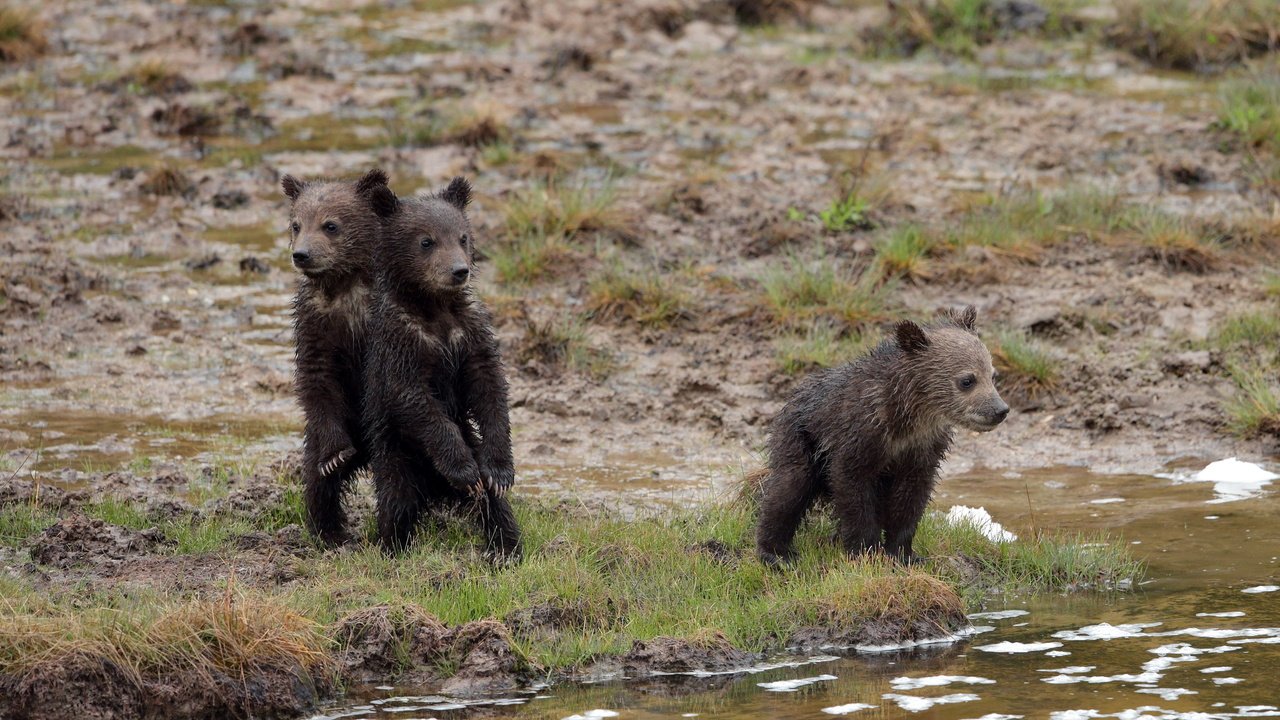 Обои природа, фон, медведи, nature, background, bears разрешение 3600x2025 Загрузить