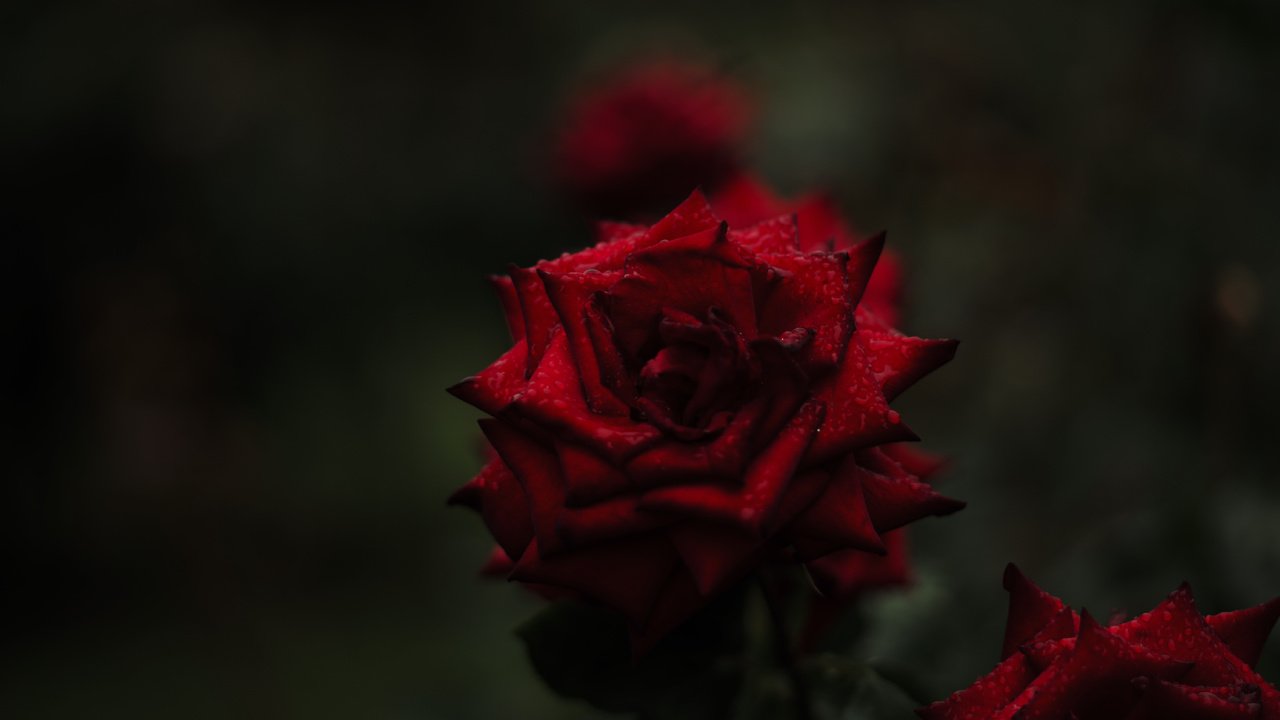 Обои цветы, фон, розы, красные, flowers, background, roses, red разрешение 5952x3968 Загрузить