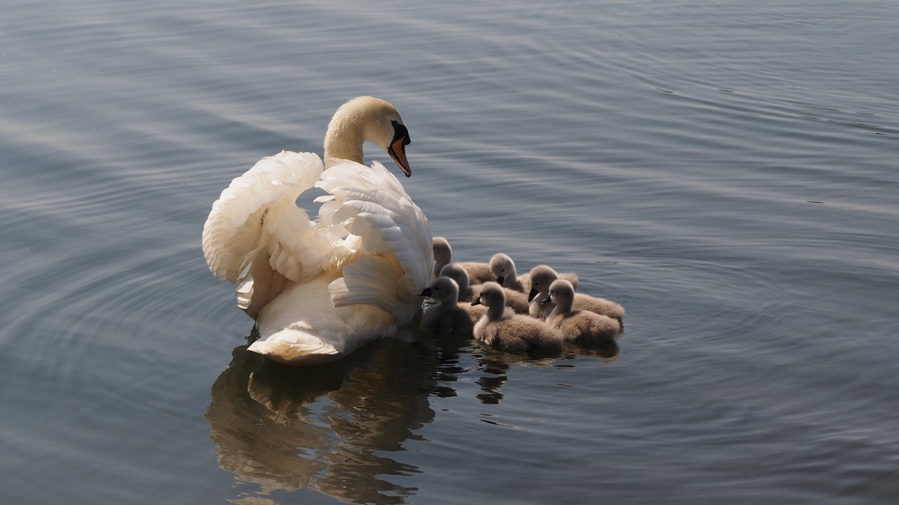 Обои озеро, птицы, лебеди, lake, birds, swans разрешение 4248x2831 Загрузить