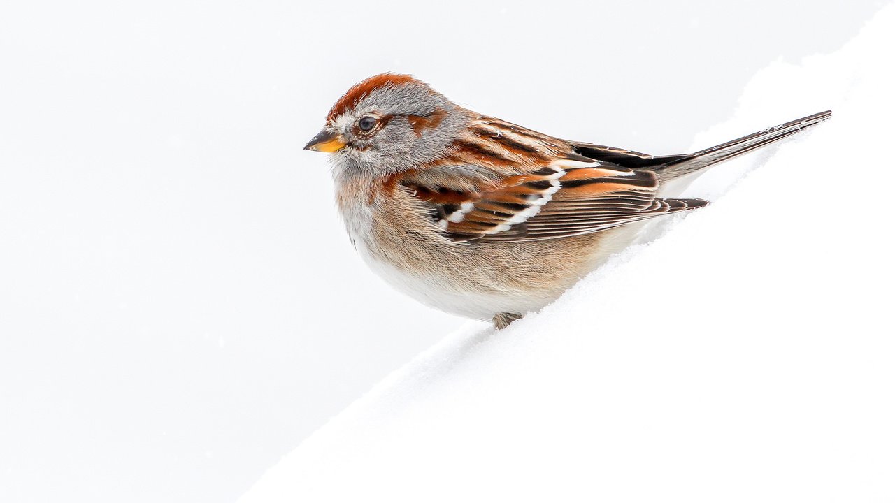 Обои снег, макро, птица, древесная воробьиная овсянка, snow, macro, bird, arboreal passerine bunting разрешение 4040x2693 Загрузить