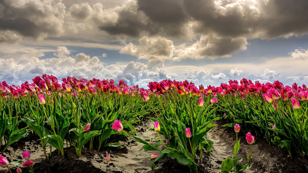 Обои небо, облака, поле, тюльпаны, ветер, фотошоп, много, нидерланды, the sky, clouds, field, tulips, the wind, photoshop, a lot, netherlands разрешение 2960x1680 Загрузить